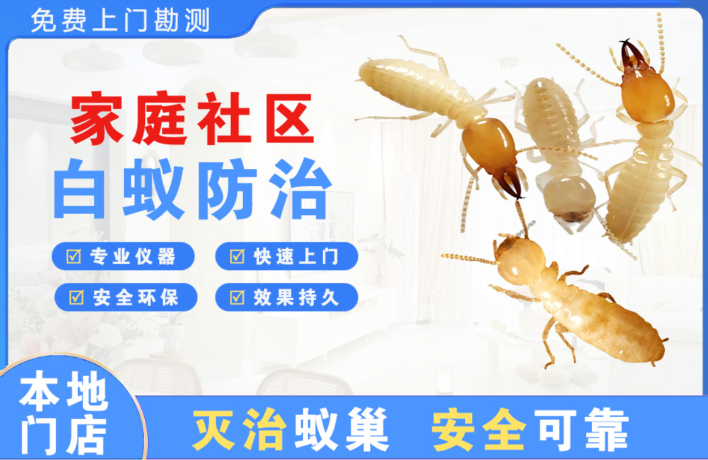 蚌埠家庭社区白蚁防治
