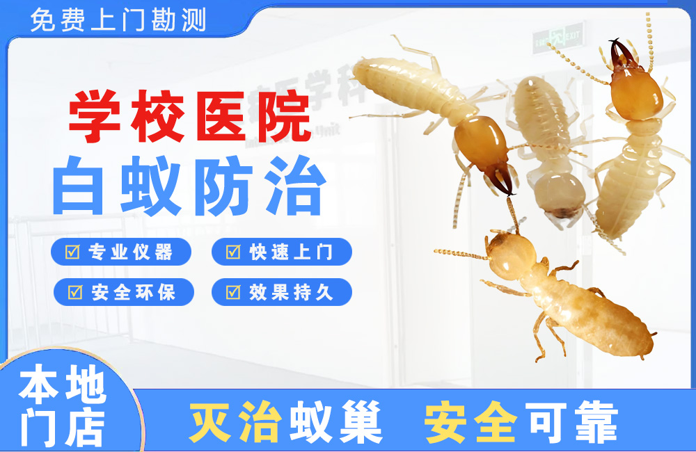 蚌埠学校医院白蚁防治