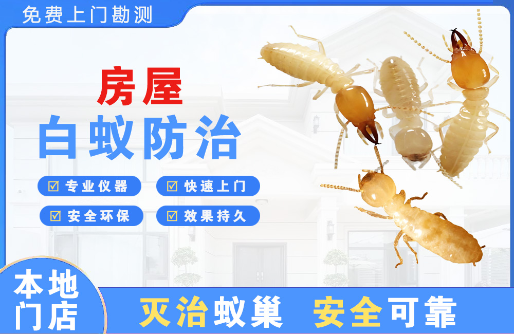 蚌埠房屋白蚁防治